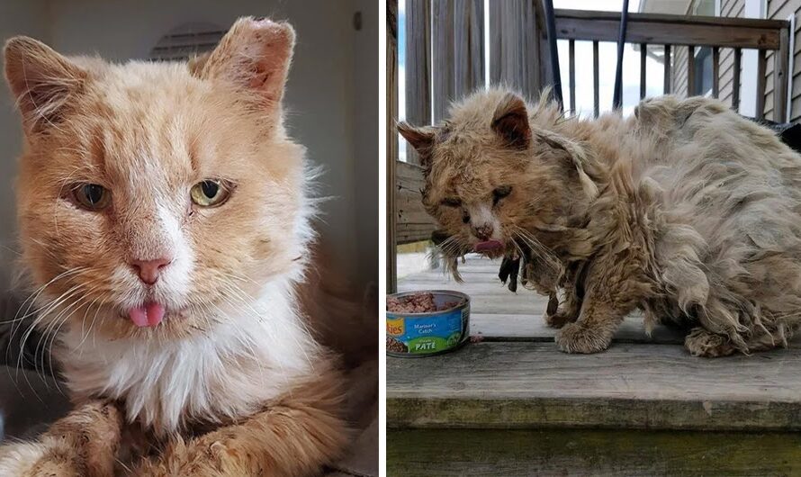 From A Dirty And Hungry Homeless Cat Turned Into A Family Queen Cat