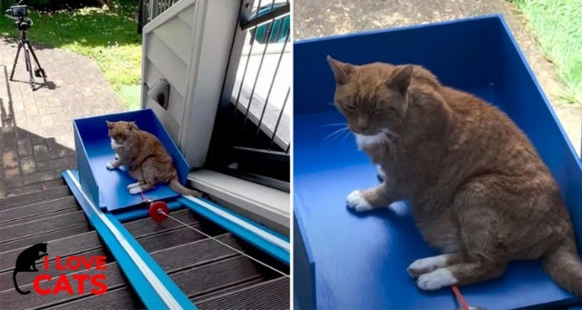 Man Constructs a Lift for His Cherished Elderly Cat Struggling with Stairs