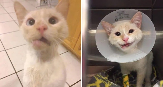 Rescue Cat Turns Her Crooked Jaw into a Beautiful Smile