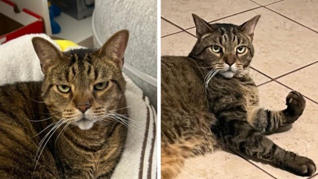 This Shelter Cat Knew Exactly What To Do To Make This Woman Notice Him