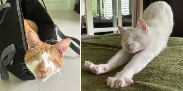 Love is Blind for Two Ameowzing Rescued Cats Who Traveled the World