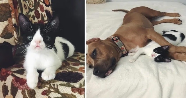 Kitten Born Special Gets a Second Chance and Finds Dog Buddy to Cuddle with Every Day.