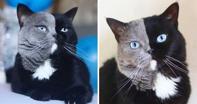 Meet Narnia: The Rare “Chimera” Cat That Has A Perfectly Split Face