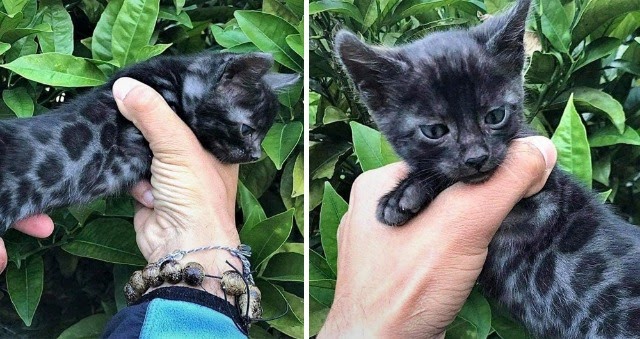 Mesmerizing Majesty: The Enchanting Allure of the Black Bengal Cat