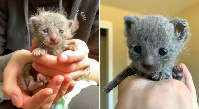 Kitten Captured Hearts with Her Fuzzy Hair and Tiny Squeaks After Being Rescued With Her Sister