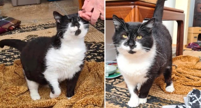 Cat Roams Around Town and Finally Steps into a House, He Turns Out to Be the Gentlest Soul