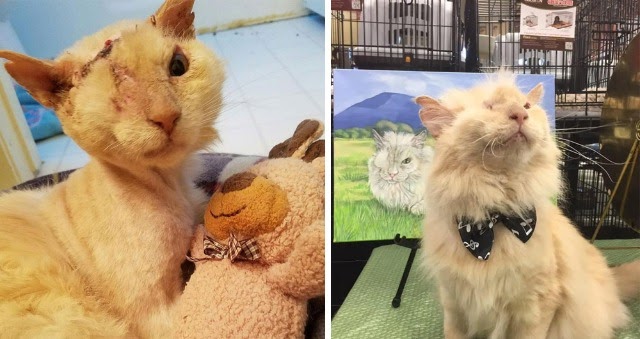 His Friendliness Almost Cost Him His Life, But This Cat Continues to Love and Trust..