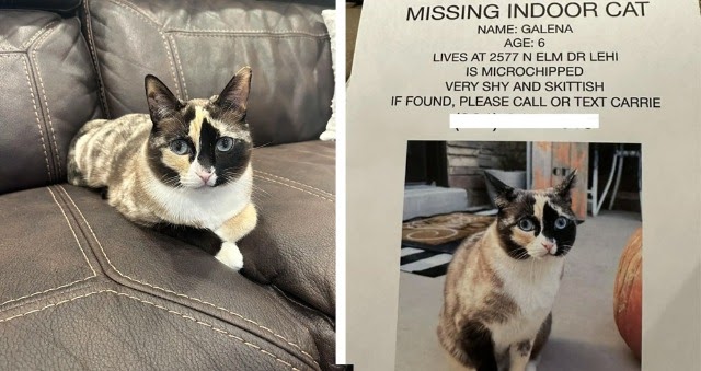 Family’s Missing Cat Found Alive In An Amazon Box 650 Miles From Home