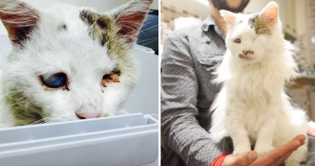 Woman Spots Frightened Street Cat — Then Realizes He’s Deaf And Blind ❤️️😻