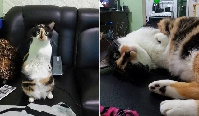 This Playful, Two-Legged, One-Eared Cat Will Definitely Capture Your Heart