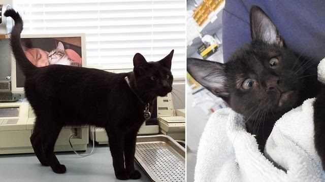 Abandoned Cross-Eyed Kitten Gets Rescued By Vet Clinic & Is Now Part Of Their Staff!