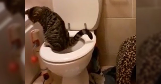 Family Blames Each Other For Not Flushing, But Their Kitten Knows The Truth