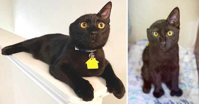 Incredible Comeback: Cat Triumphs Over Ear Loss in an Accident