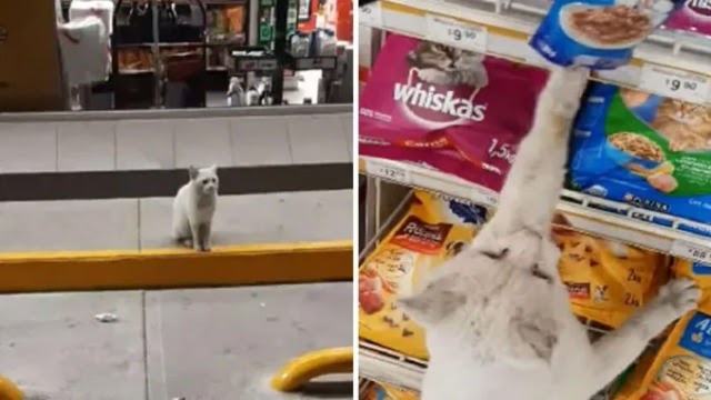 Clever Street Cat Leads A Woman To The Store And Asks Her To Buy Him Food, She Adopts Him