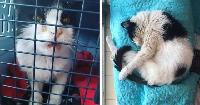 A Senior Cat Simply Walked Into A Neighbors House Changed His Life Forever