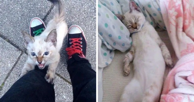 Stray Kitten Chooses His New Dad In A Park, And Wouldn’t Let Him Go