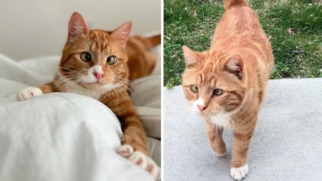 Stray Cat Finds Hope Again Because of a Young Neighbor, Now He Can’t Get Enough Love