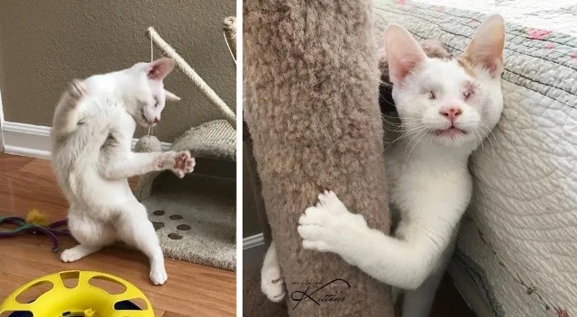 Blind Kitten Saved from a Tree Tells His Rescuers How Happy He is Every Day