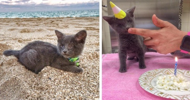 Blind Kitten with Weak Heart Lives Out Final Months With Bucket List Adventure