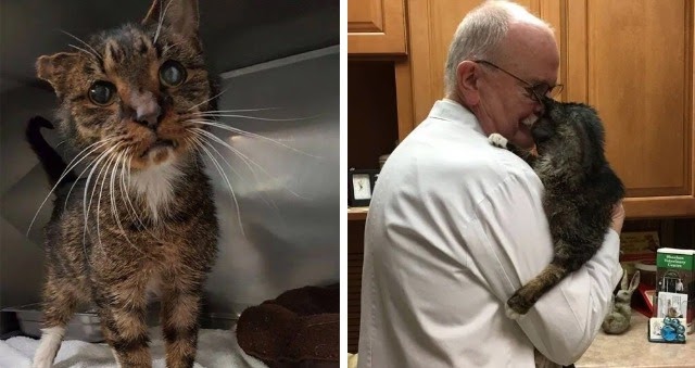 15 Year-Old Shelter Cat Finds the Humans He’s Been Waiting for All His Life