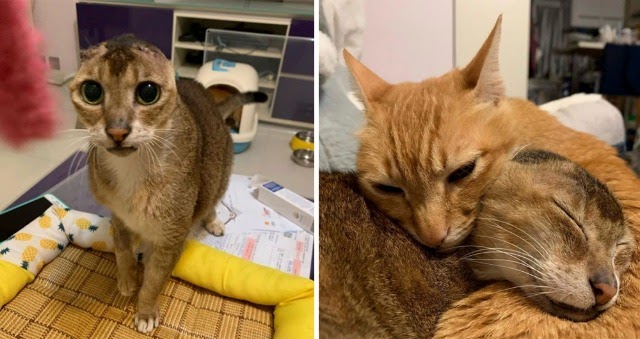 Cat Who Lost Her Ears Gets a Forever Home and Meets Her Best Friend!