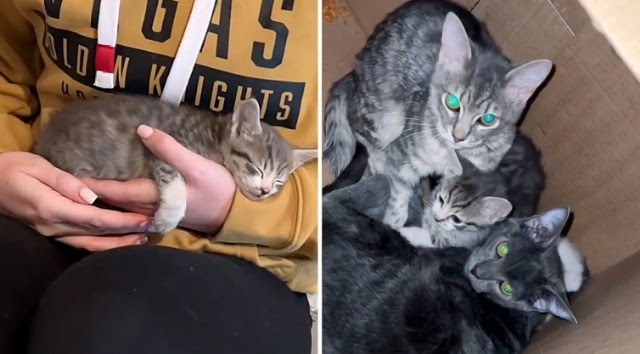 Residents Found Three Cats Caring for Kittens in a Box in the Hallway and Knew They Had to Help