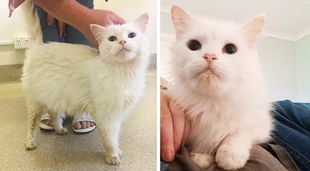 Cat Picked Up as a Stray Immediately Wants Affection and Even Starts Helping Other Cats