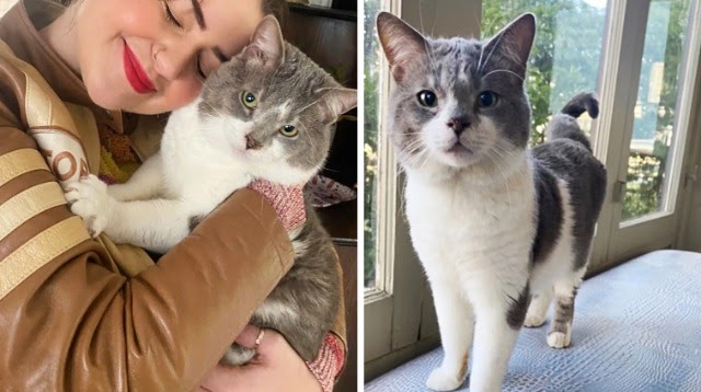 Cat Becomes the Center of Attention He’s Always Wanted After 7 Years Living in Crowded Space