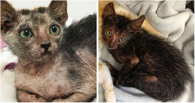 Stray Cat Gives Birth To Extremely Rare “Werewolf” Kitten