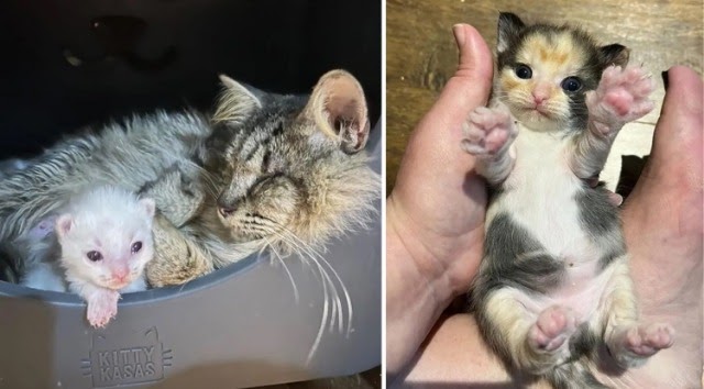 Blind Cat Leads Family to Her Kittens After Seeking Comfortable Home Her Whole Life