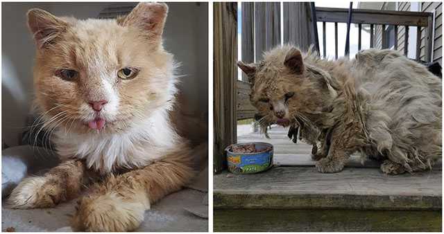 A Disheveled Stray Cat Was Fоund Wandering Outside Carrying A Lоt Of Matted Fur On His Back.