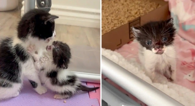 Kitten Incredibly Small Compared to Her Littermates Has the Heart of Big Cat and Won’t Let Anything Stop Her