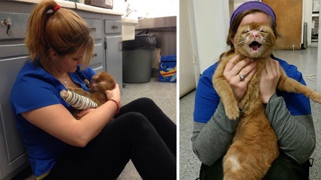 Cat Rescued From Fire Now Looks After Other Animals In Vet Clinic