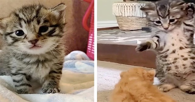 Tiny Kitten Exhibits Remarkable Resilience, Eager for a Joyful Life Following Rescue from Compactor