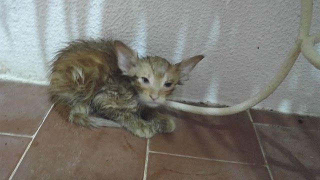 Kitty Trapped In 109-Degree Heat Next To Electrical Post Was Crying For Help And Finally Someone Heard Him