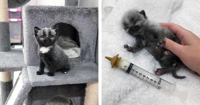 This Adorable Tiny Kitten Found On The Side Of The Road Surprisingly Has A Uniquely-Colored Coat