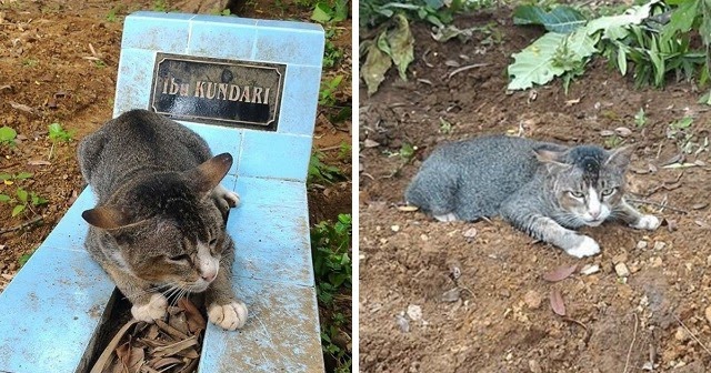 Heartbroken Cat Has Spent 1 Year By Her D.ead Owner’s Grave