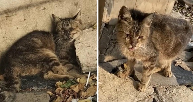 The Heartbreaking Image of a Helpless Feline Trapped in the Midst of Garbage, Calling for Assistance and Unwilling to Budge