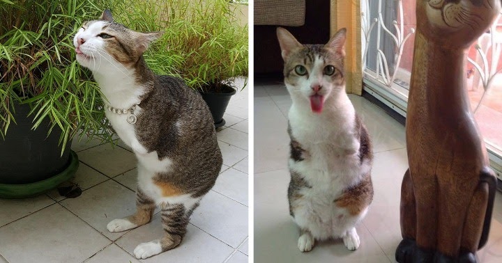 Cat Only Has 2 Legs, But Doesn’t Let That Stop Him From Being Awesome