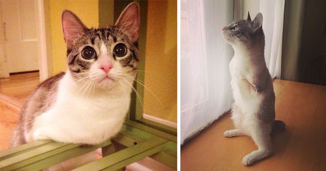 Roux The Adopted Two-Legged Bunny-Cat Is Instagram’s Latest Sensation