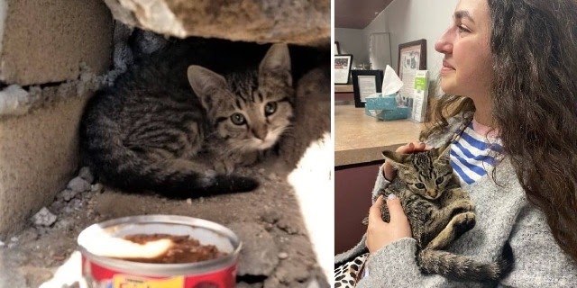 Rescuers Devastated When Kitten With Injured Legs Is To Be Euthanized; Vet Tech Steps In To Save Her Life