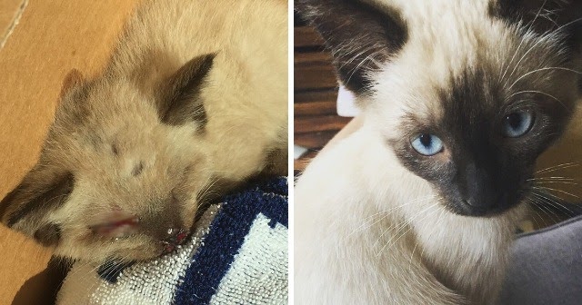 Woman Finds I.njured Kitten On The Road B.leeding Through His Eyes And Nose, Here’s How He Looks Now