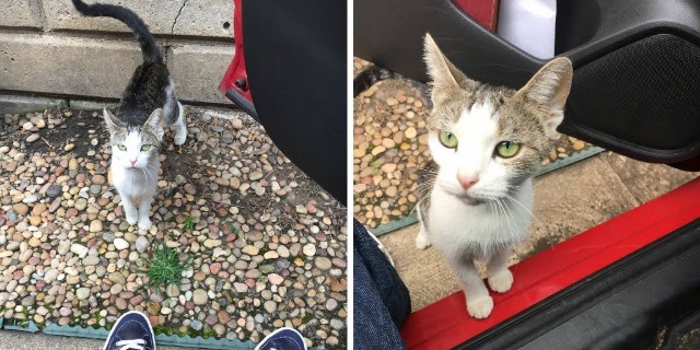 Family Kicks Pregnant Cat Out Of House Because They Got Dogs