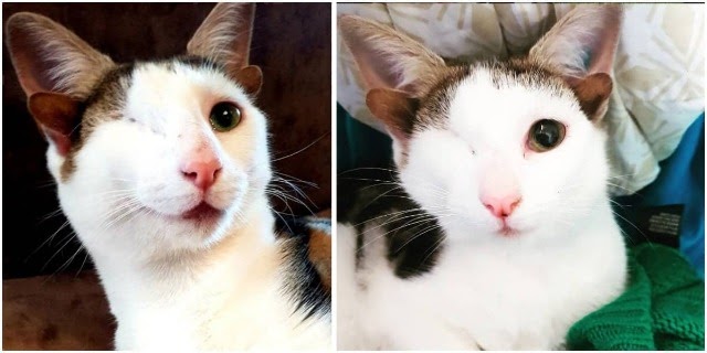 Cat With Four Ears Named Frankenkitten Is Here To Steal Your Heart