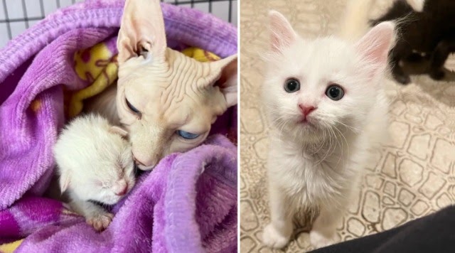 Cat Comes to a Rescue with One Kitten, Stuns Everyone with a Second then Sneaks into Nursery to Adopt 2 More