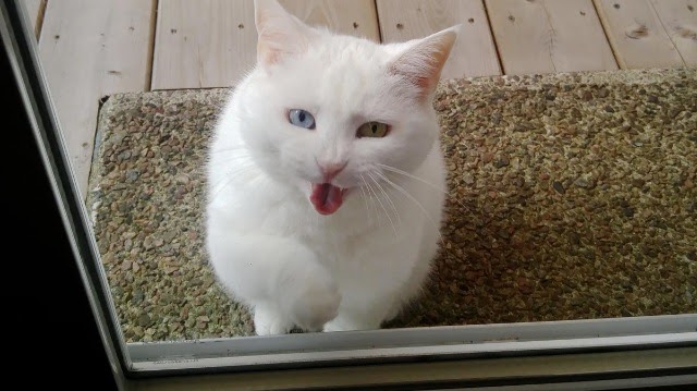 Cat Visits Her Neighbor Every Day For Treats and Pets For Over a Year in These Adorable Photos