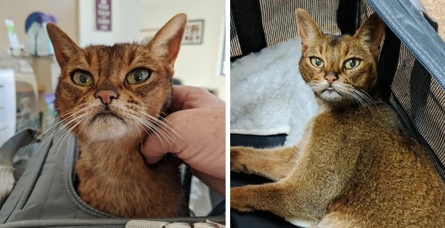 15-year-old Cat Walks Up to Kind Neighbor for Help After Being Left Outside