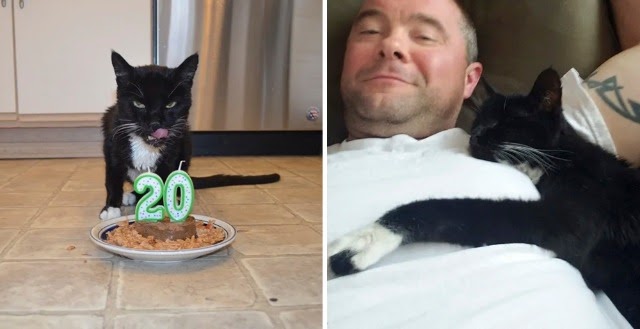 Cat Who Was 18 Years Old When He Asked Man to Take Him Home, Now Turns 20