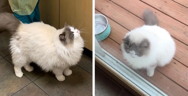 Cat Walks to Neighbor’s Home and Finds Kindness After His Own Family Left Him Behind