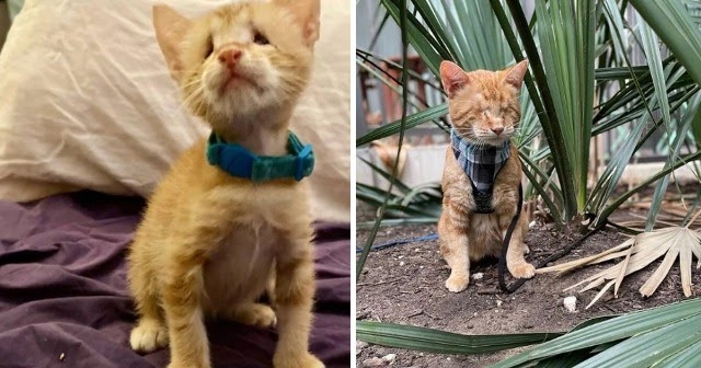 Woman Rescues Blind Orange Cat and Discovers “Soul Cat” Who Transforms Her Life